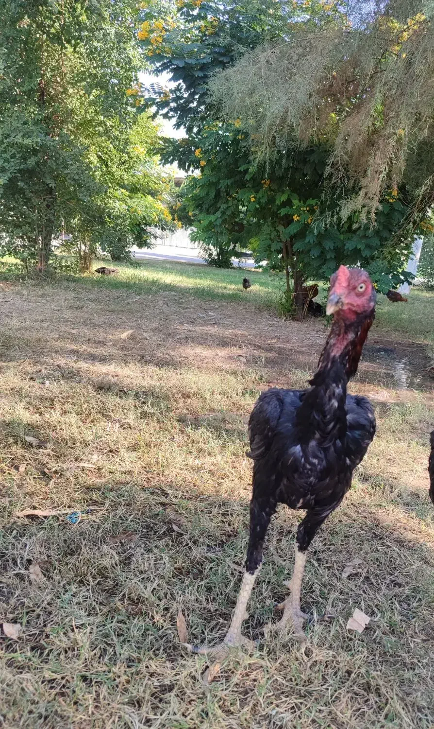 خروس لاری|حیوانات مزرعه|اندیمشک, |دیوار