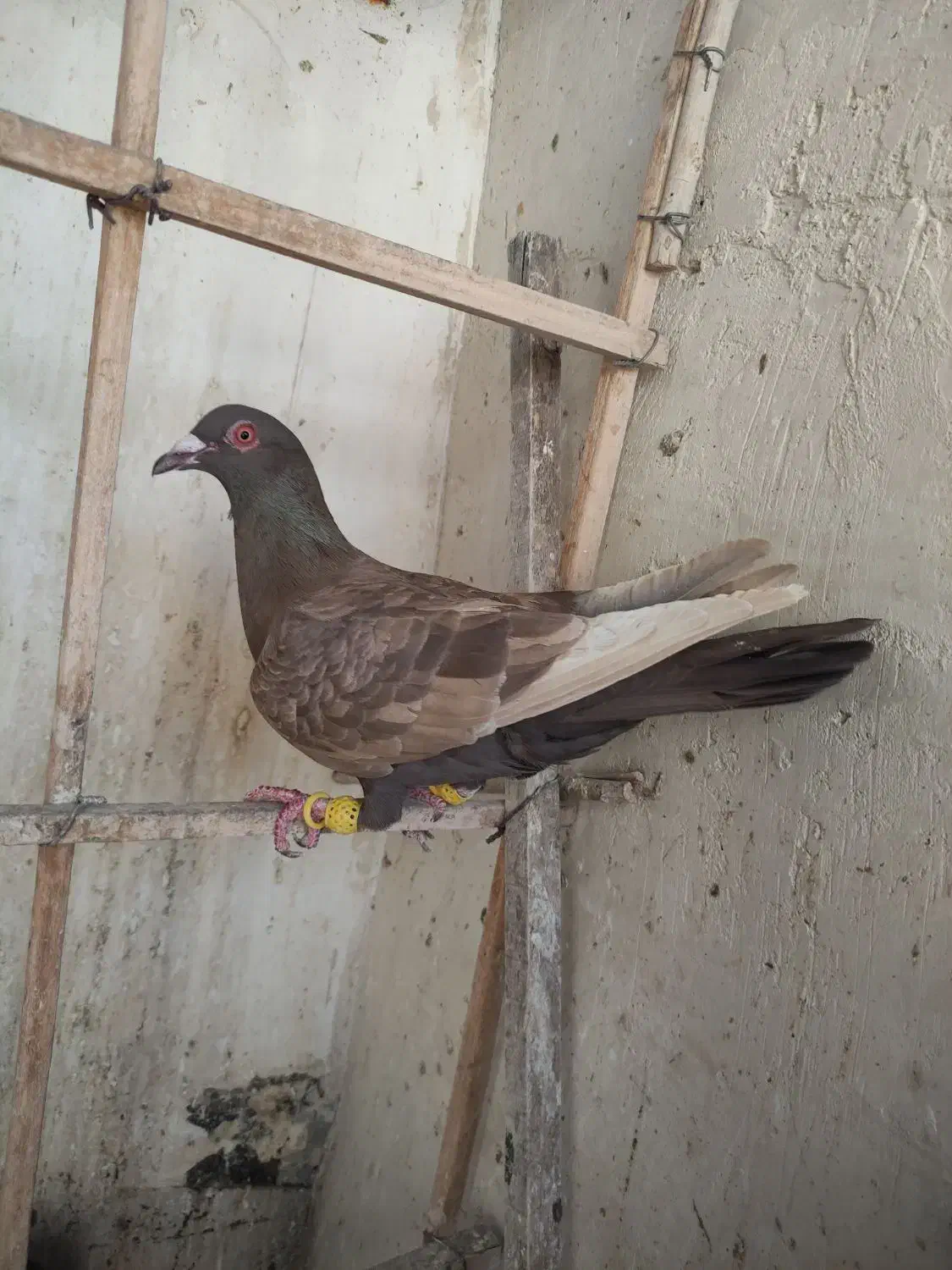 سرکه ای ماده|پرنده|قزوین, |دیوار