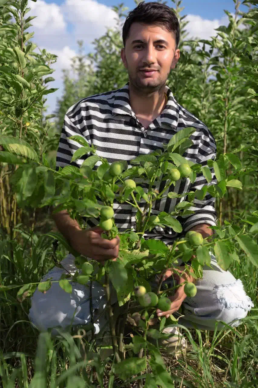 تولید درخت گردو جمال پیوندی پایه کوتاه|خدمات باغبانی و درختکاری|مشگین شهر, |دیوار