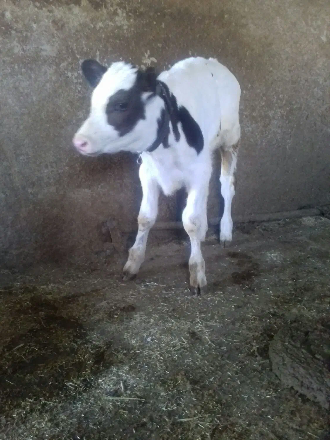 گوساله|حیوانات مزرعه|جونقان, |دیوار