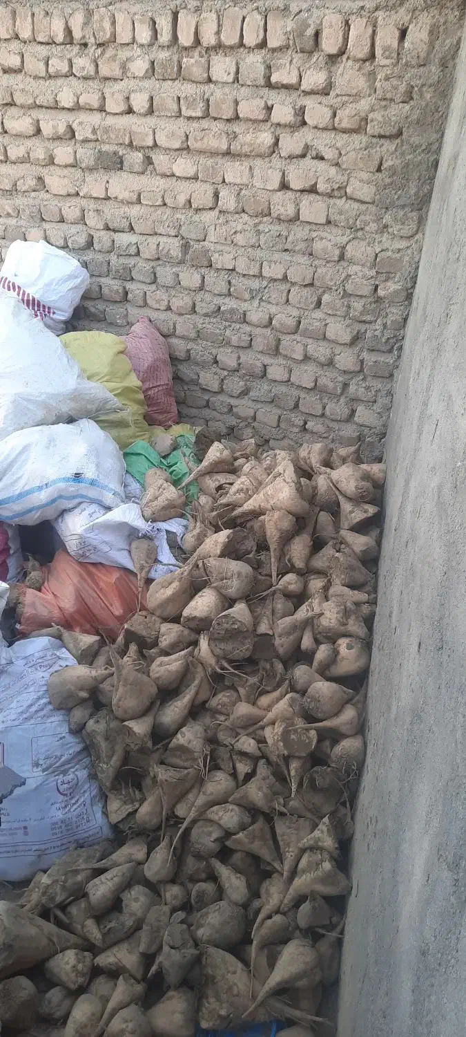 چغندر برای خوراک دام تازه|حیوانات مزرعه|بروجرد, |دیوار