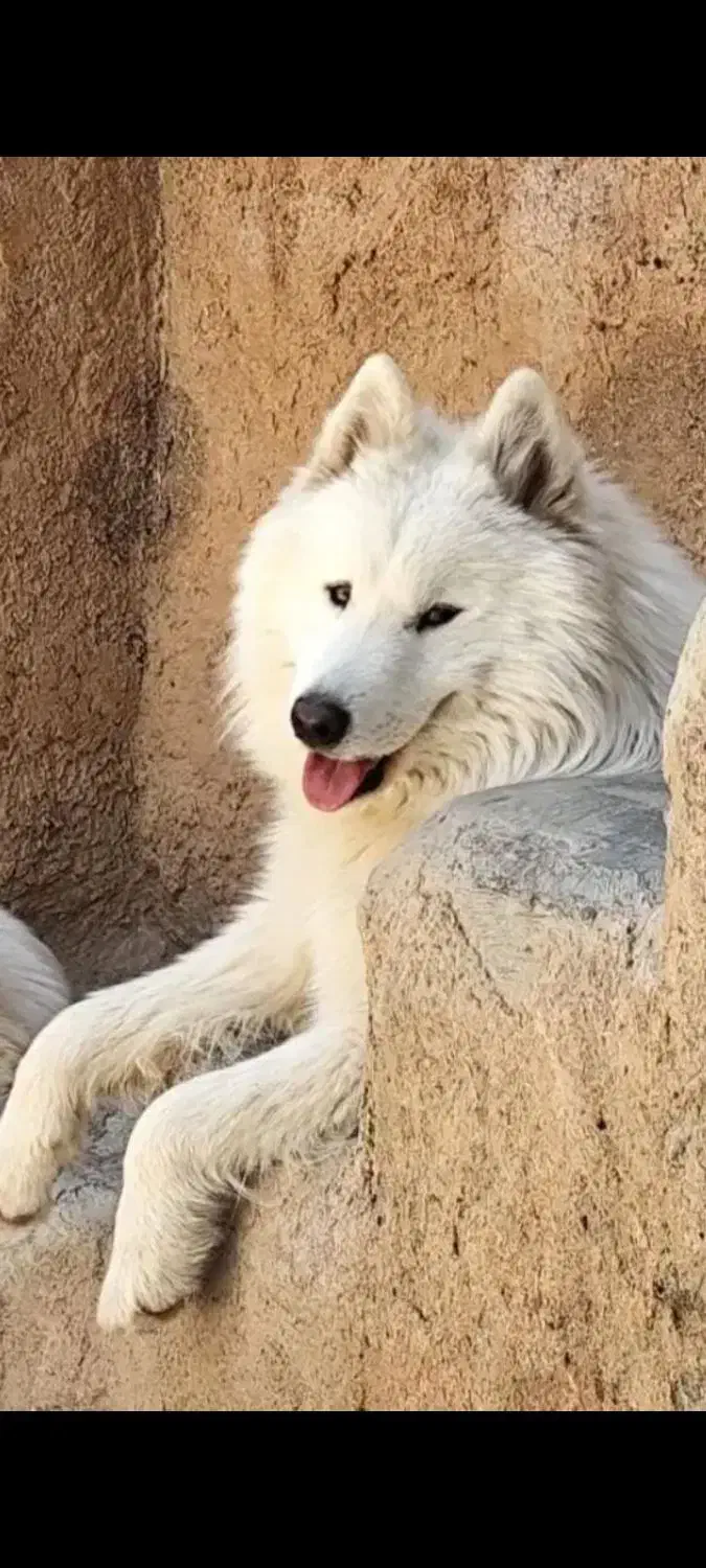 گم شده|حیوانات|شیراز, دینکان|دیوار