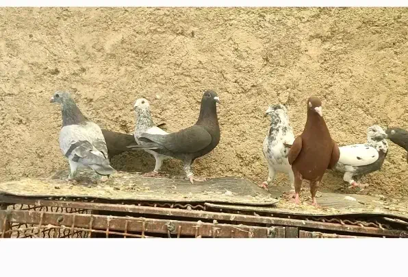 دسته گلی بزک|پرنده|شیراز, کوشک بیدک|دیوار