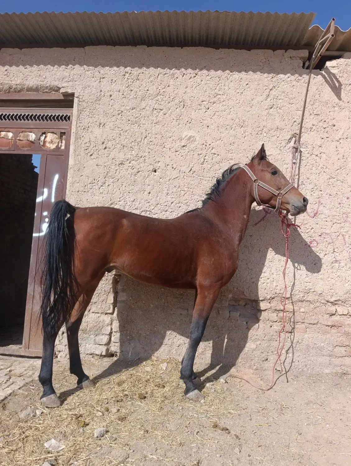 خرید فروش اسب|اسب و تجهیزات اسبسواری|مرودشت, کوشک|دیوار