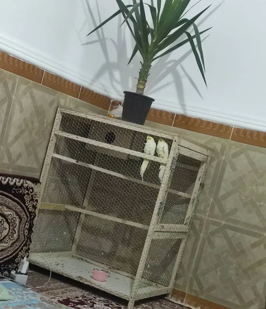 قفس پرنده بزرگ|لوازم جانبی حیوانات|ایرانشهر, |دیوار