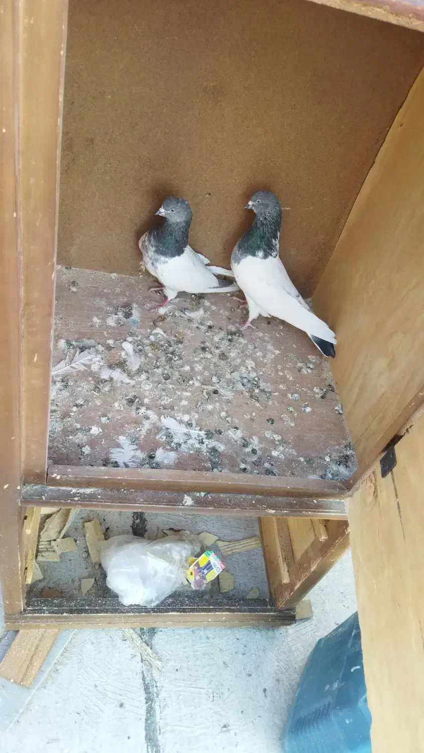 کبوتر گوی باش|پرنده|تبریز, |دیوار