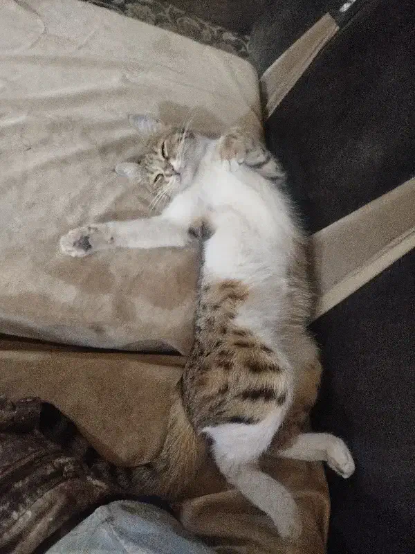 گربه گم شده|حیوانات|خوی, |دیوار