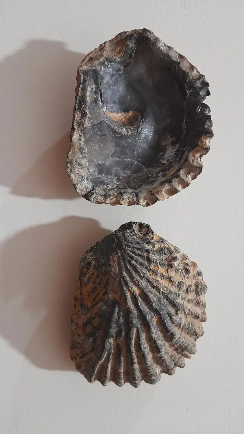 فسیل دوکفه ای|کلکسیون اشیاء عتیقه|چگنی, |دیوار