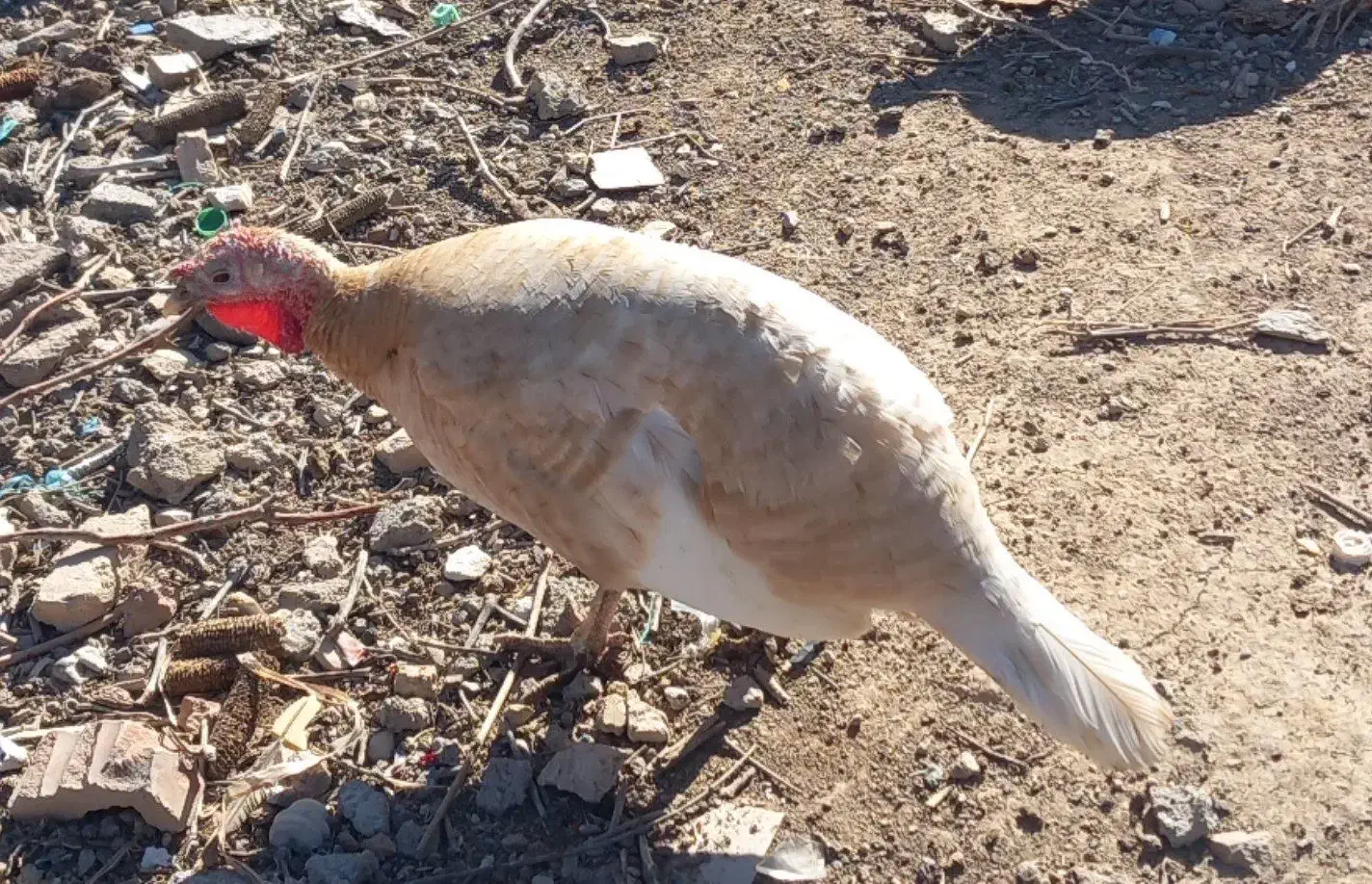 بوقلمون ماده نژادبوربن|حیوانات مزرعه|دشتابی, |دیوار