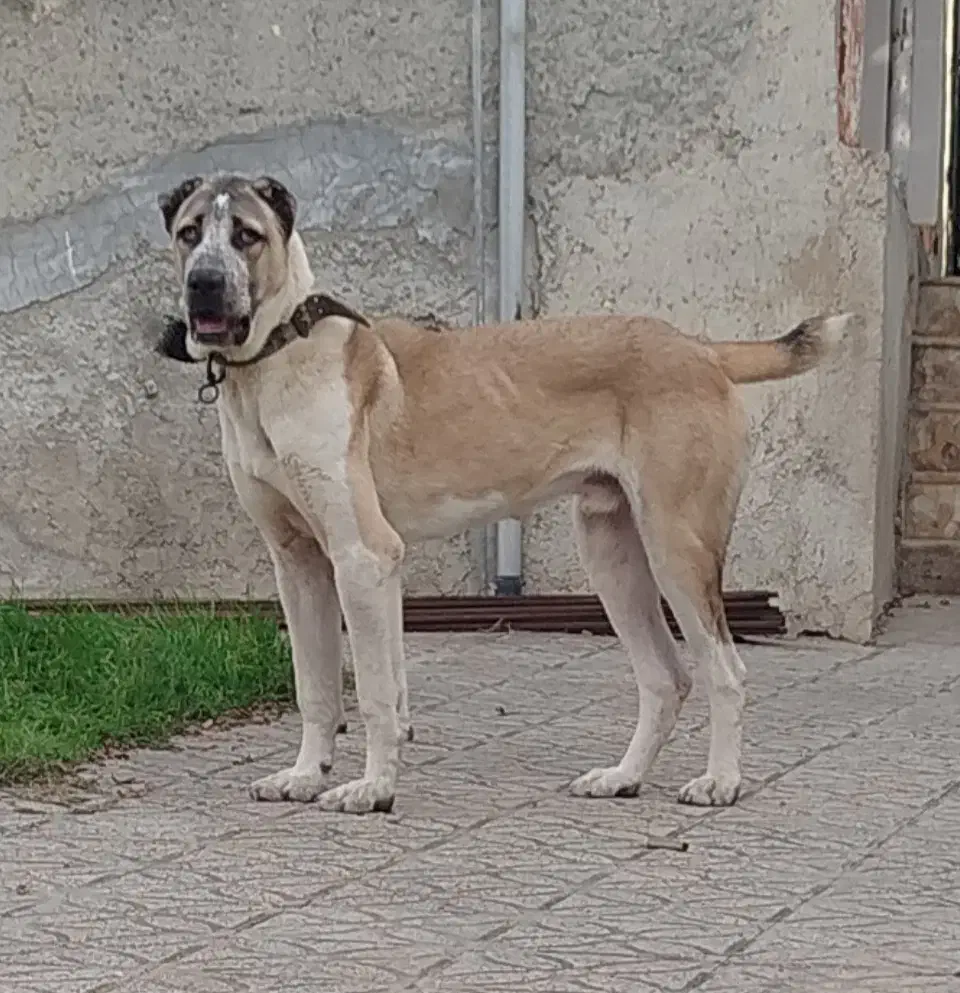 سگ نر الابای اصیل. سرابی افغان پژدر کانگال|سگ|تهران, منیریه|دیوار