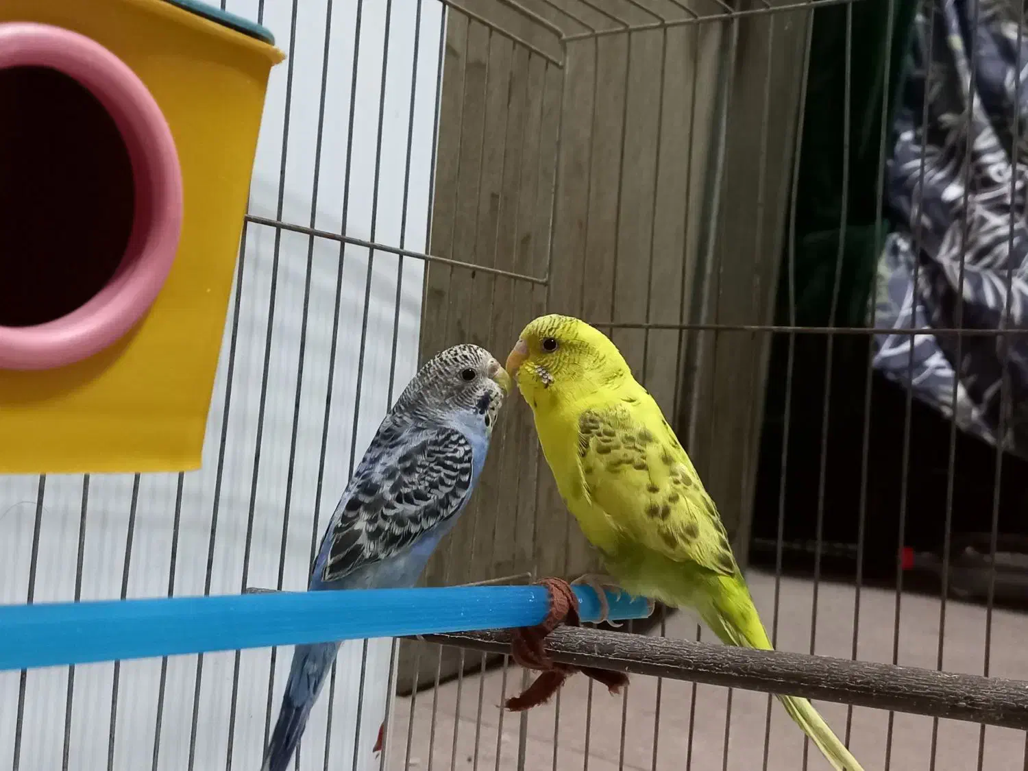 جفت مرغ عشق جوان|پرنده|بهبهان, |دیوار