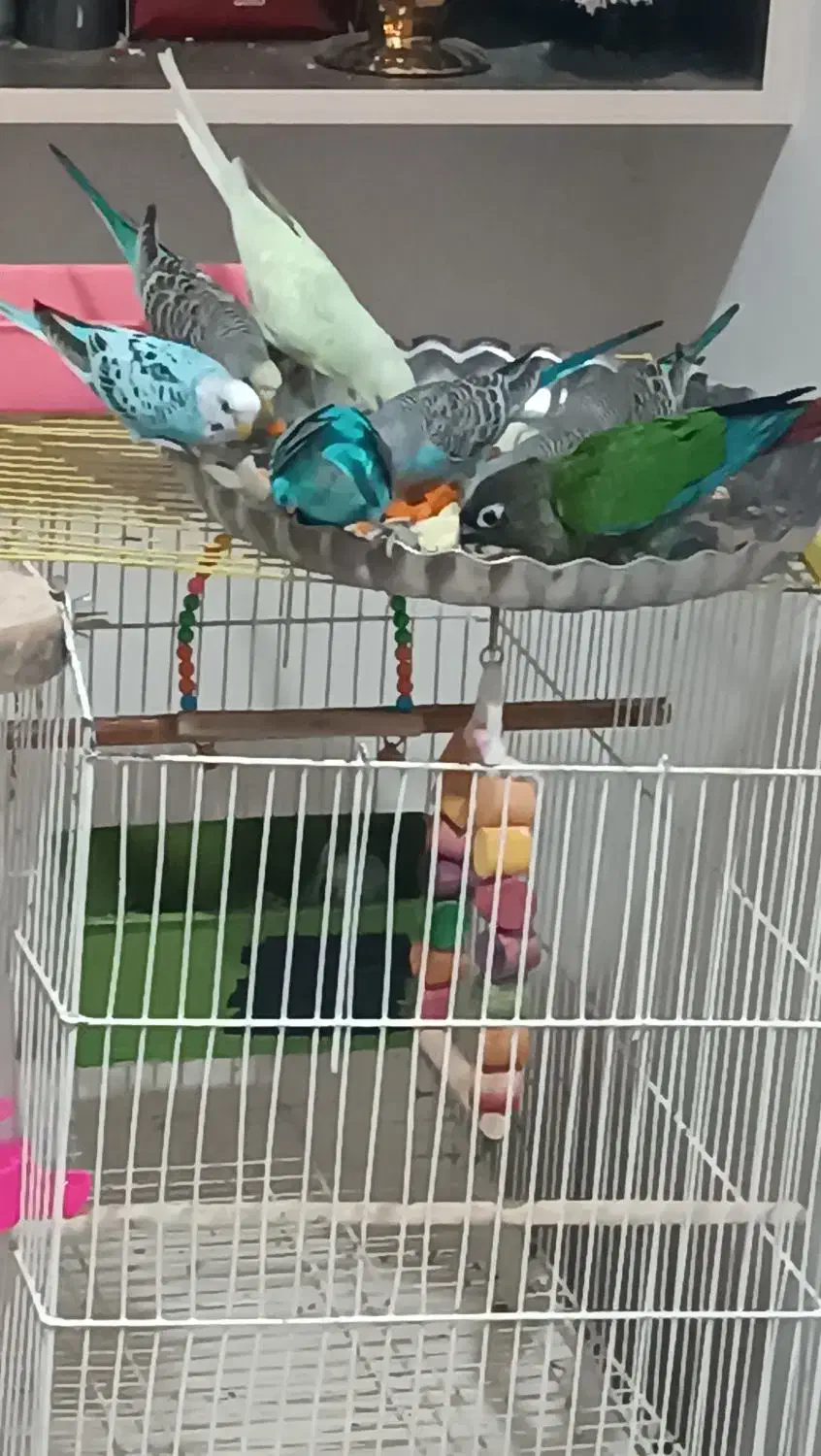 مرغ عشق|پرنده|کیلان, |دیوار