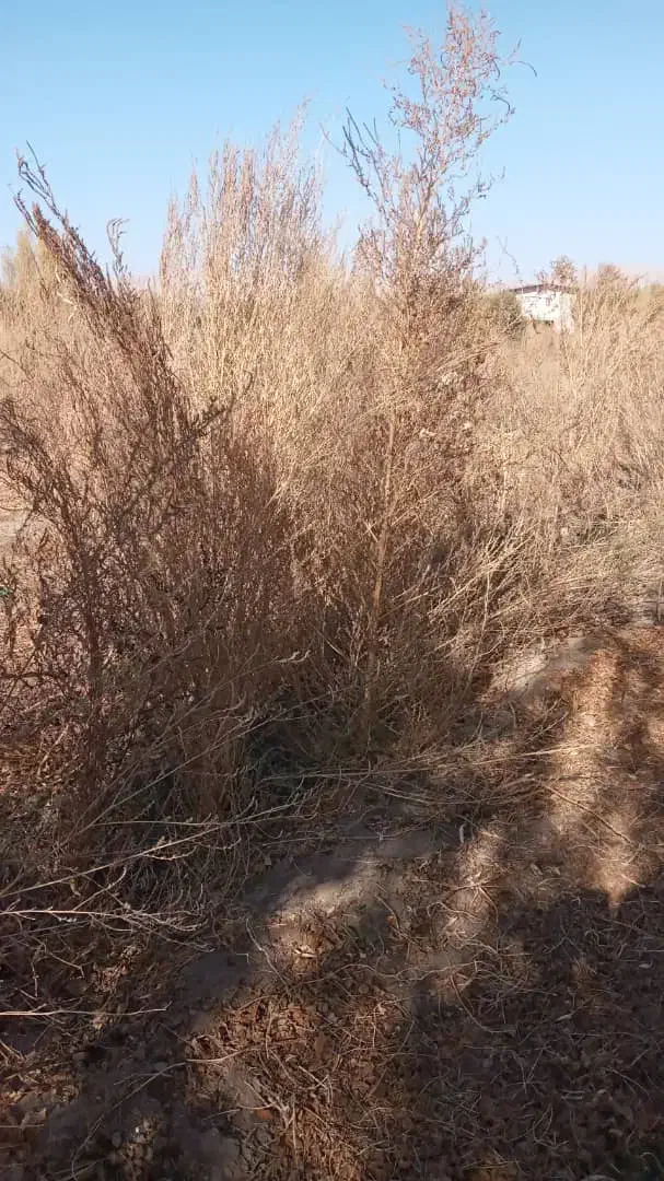 فروش جارو|لوازم نظافت|نهاوند, |دیوار