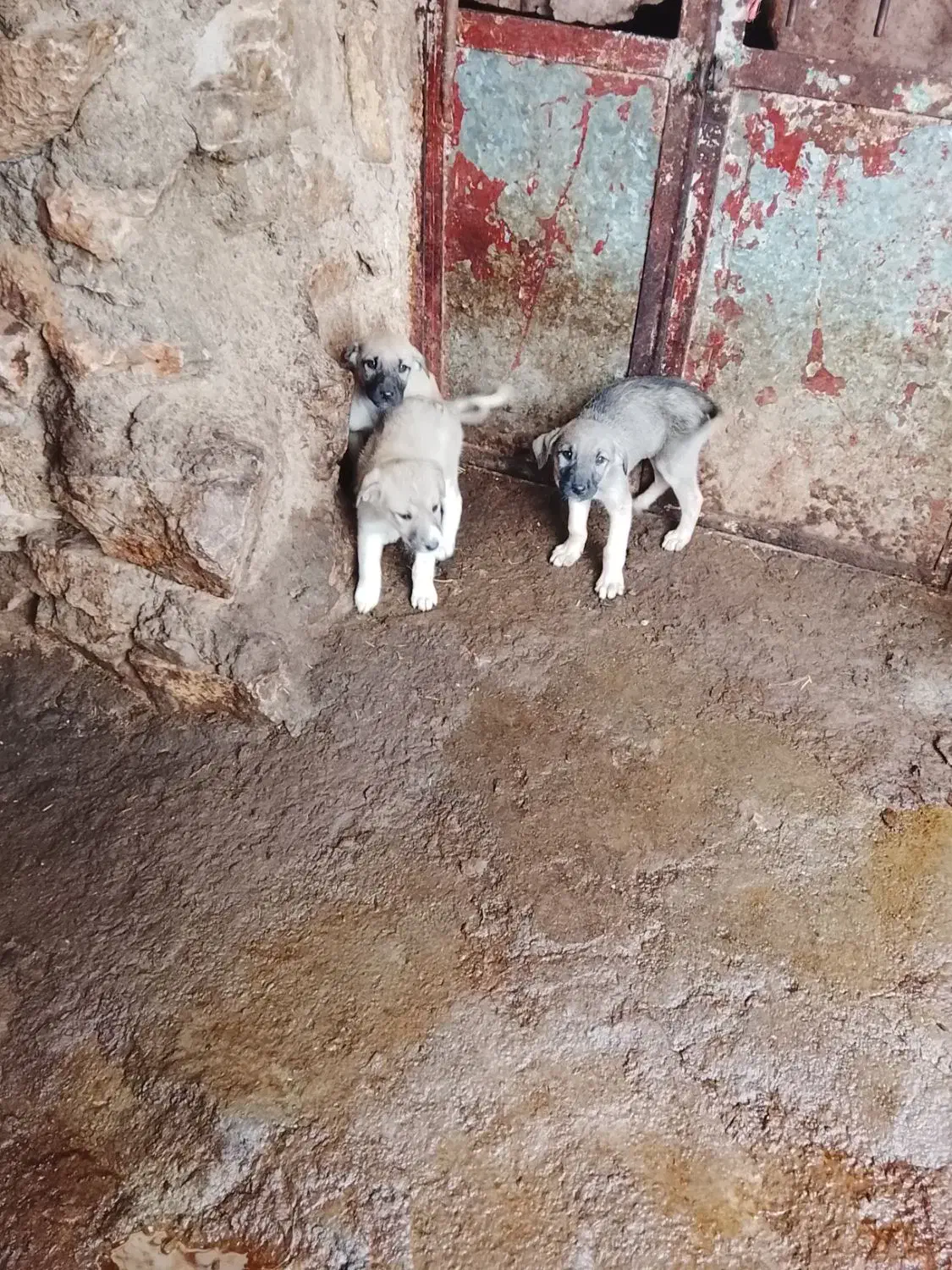 سلام توله سگ سرابی 3ماهه|سگ|بیلوار, |دیوار