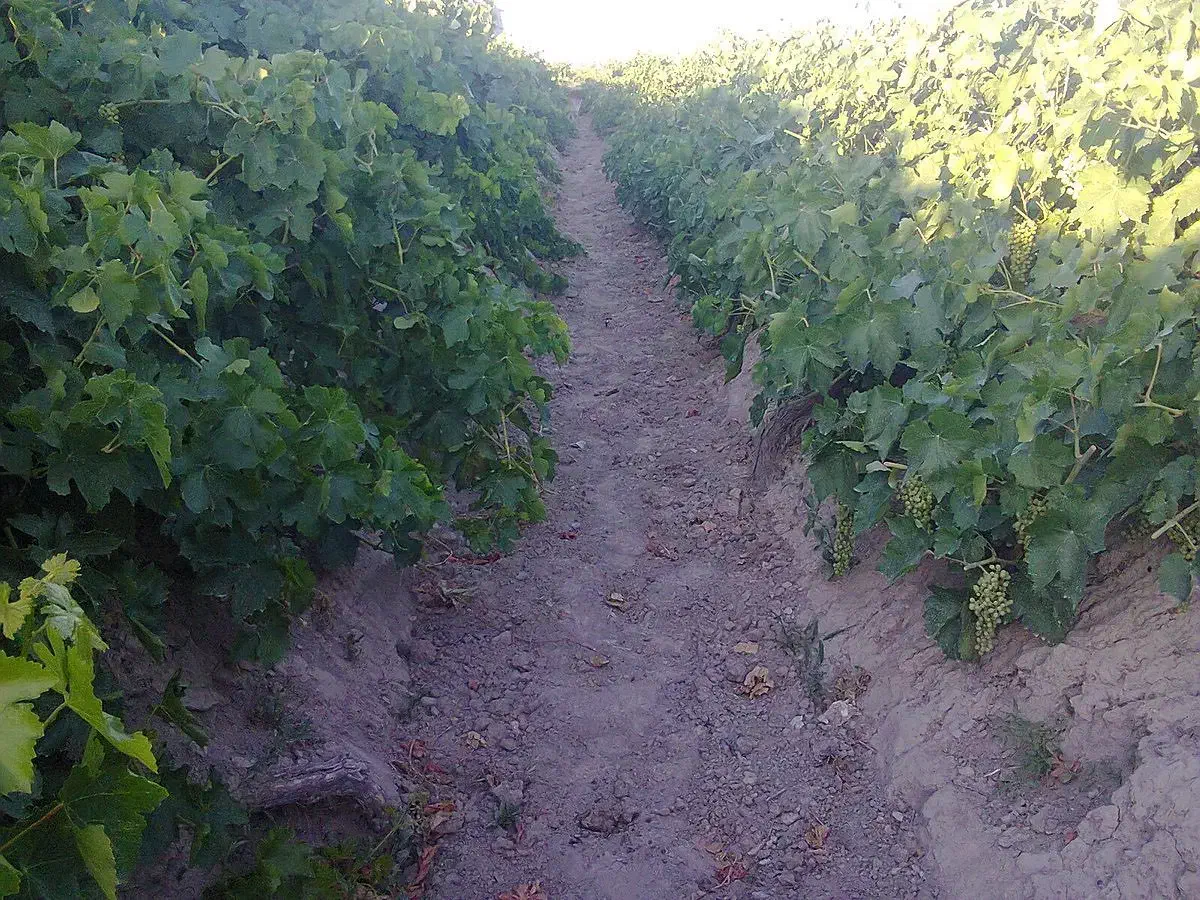 فروش باغ اماده|فروش دفتر صنعتی، کشاورزی، تجاری|فامنین, |دیوار