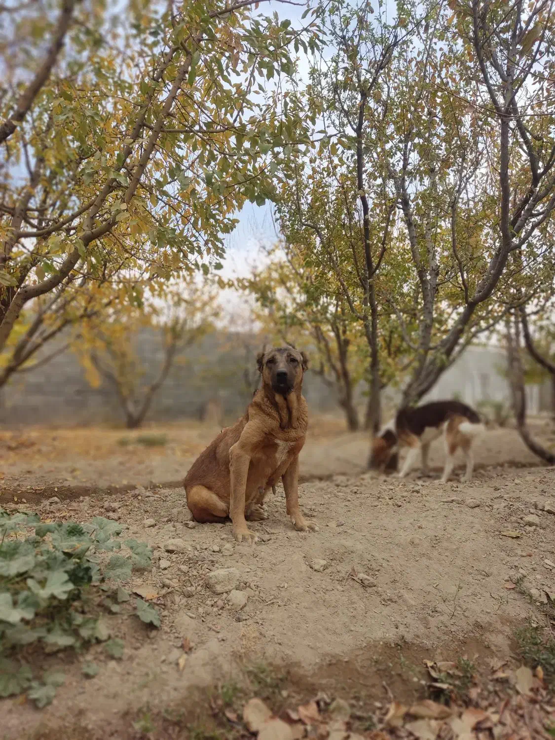 سگ سرابی ماده دو ساله|سگ|فردوسیه, |دیوار