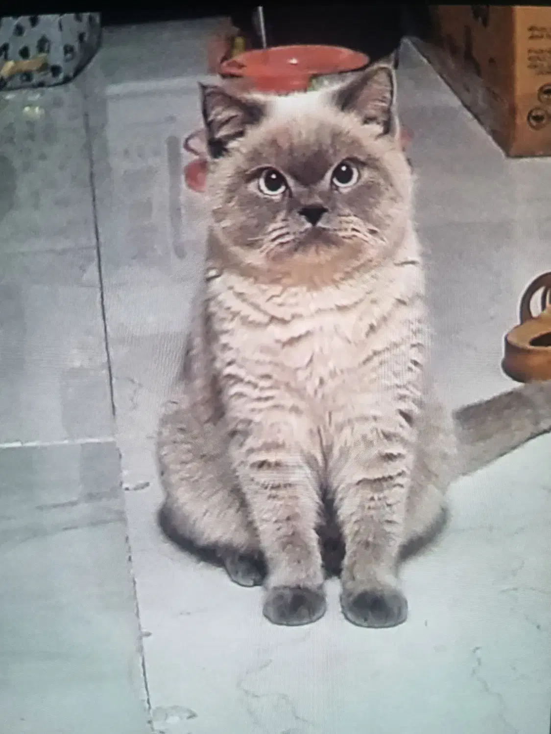 بریتیش|گربه|اندیشه, اندیشه فاز ۱|دیوار