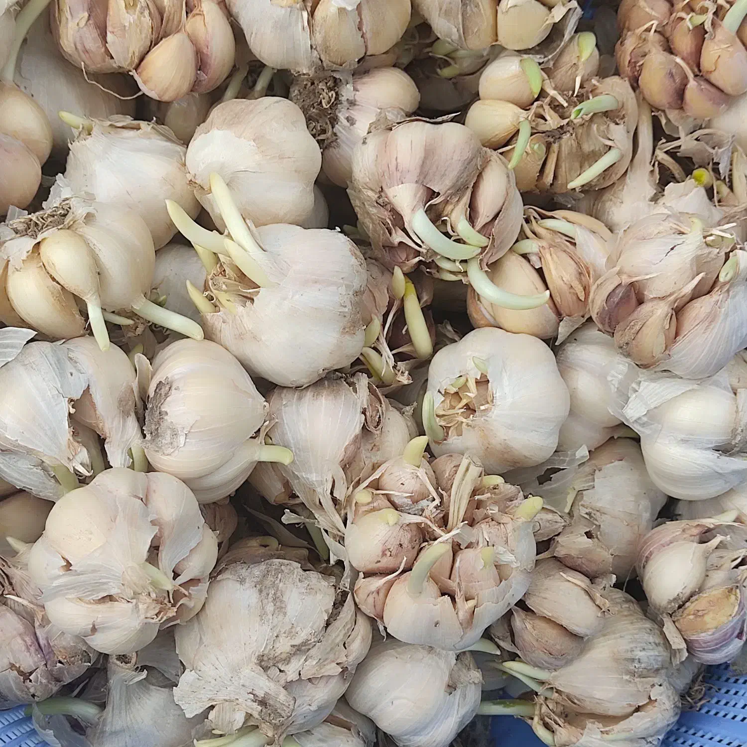 سیرمحلی دانه درشت آماده نشا|خدمات باغبانی و درختکاری|فومن, |دیوار