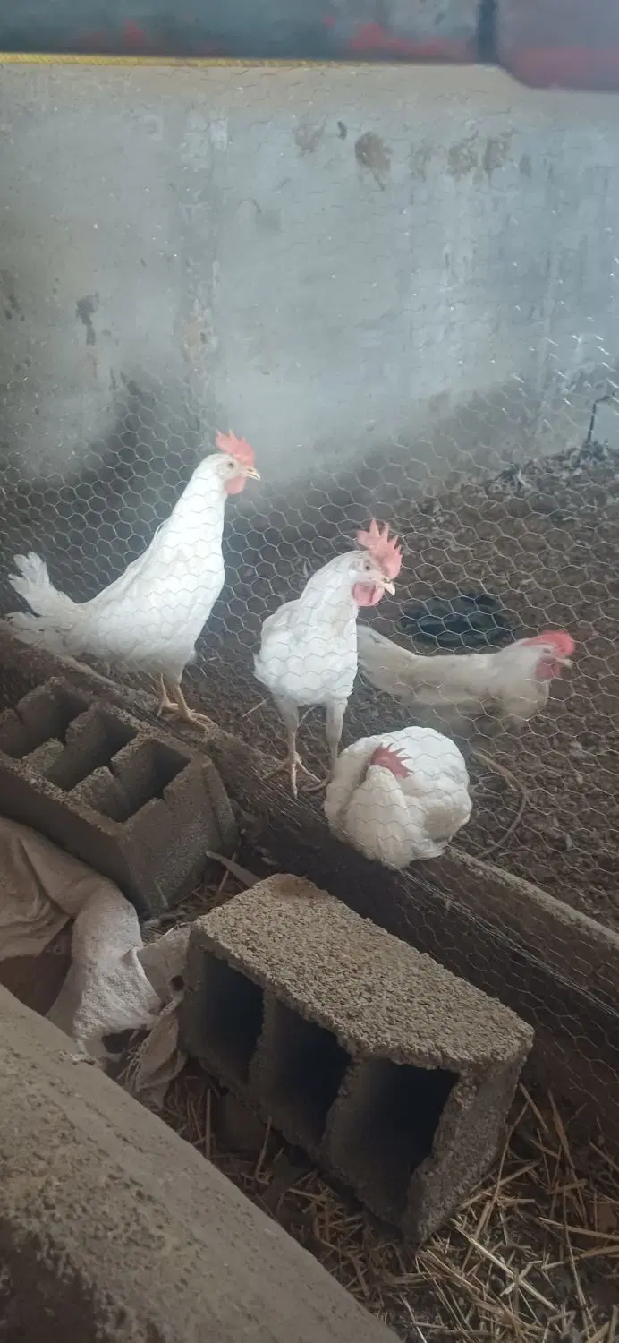 خروس|حیوانات مزرعه|نمین, |دیوار