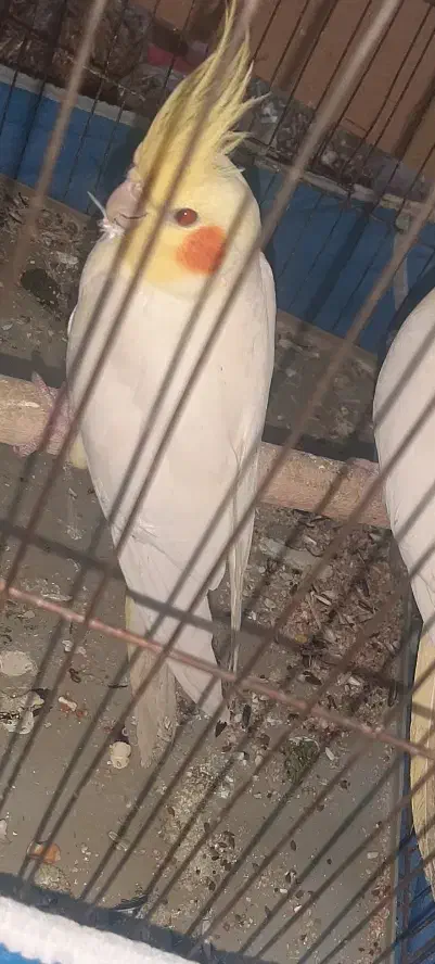 یک عدد عروس هلندی نر و دوتا جوجه|پرنده|شوشتر, |دیوار