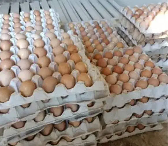 تخم نطفه دار جوجه راس گوشتی ضمانتی|حیوانات مزرعه|تهران, ترمینال غرب|دیوار