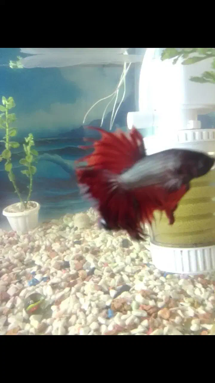 فایتر ماهی نر|ماهی|چابهار, |دیوار