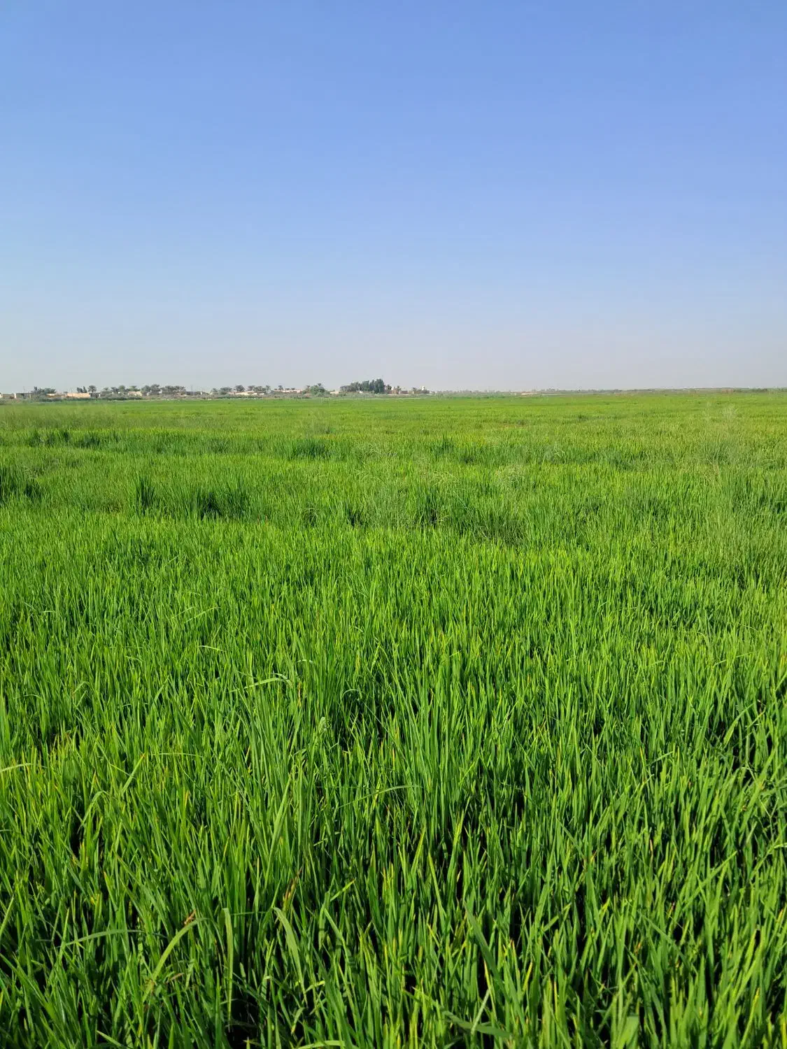 شلتوک بذری درجه یک برای خودم گذاشته بودم|خوردنی و آشامیدنی|باوی, |دیوار