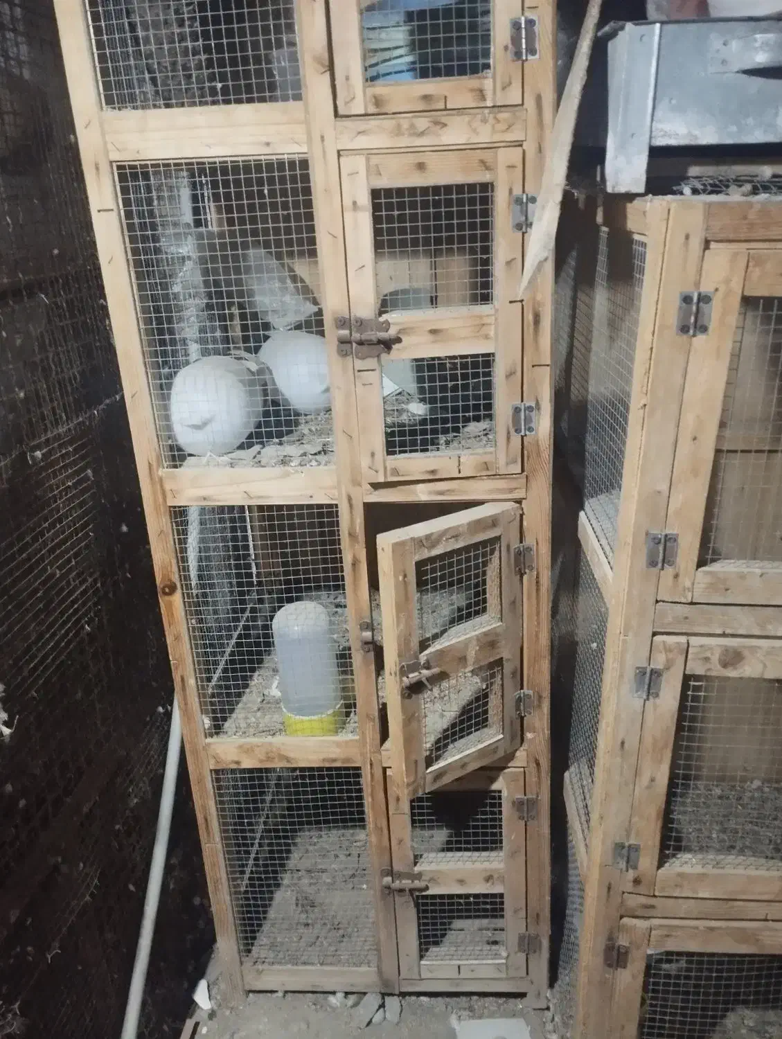 جفتکن|پرنده|میناب, |دیوار