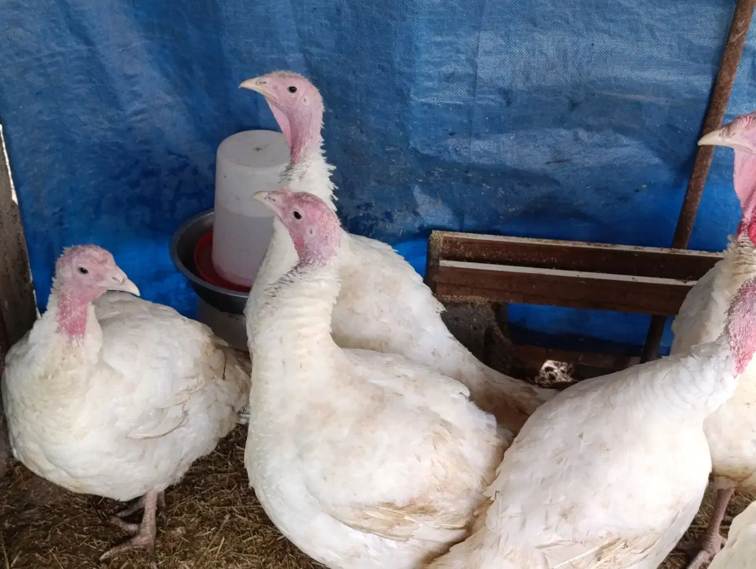 فروش 4عدد بوقلمون ماده گوشتی وزن 8الی10 کیلو|حیوانات مزرعه|حویق, |دیوار