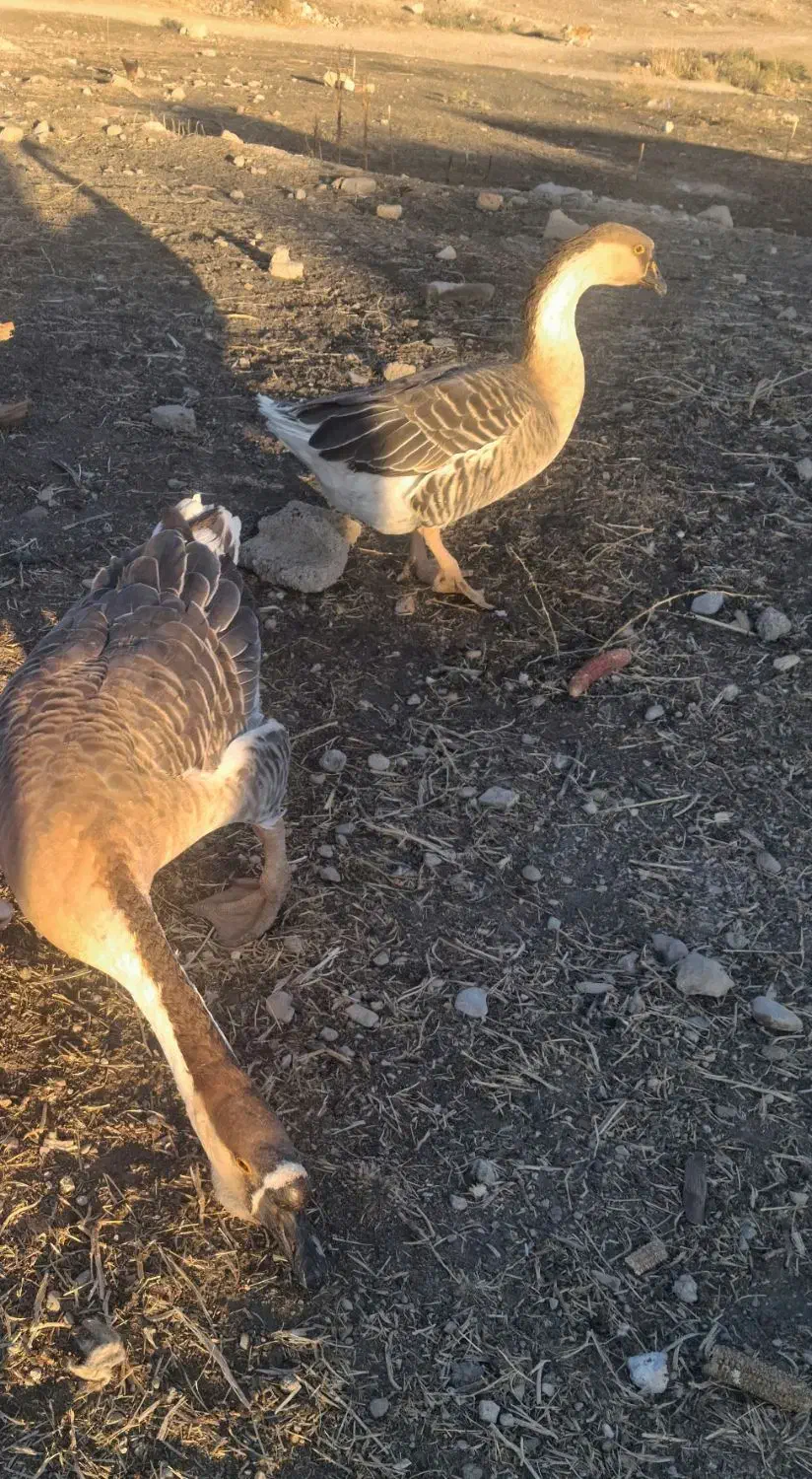 قو غاز|حیوانات مزرعه|سرپل ذهاب, |دیوار