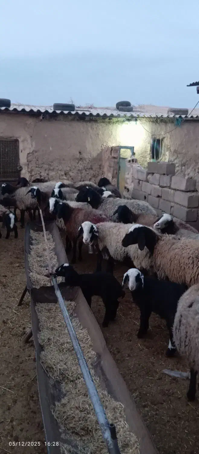 میش شال|حیوانات مزرعه|تربت جام, میان جام|دیوار