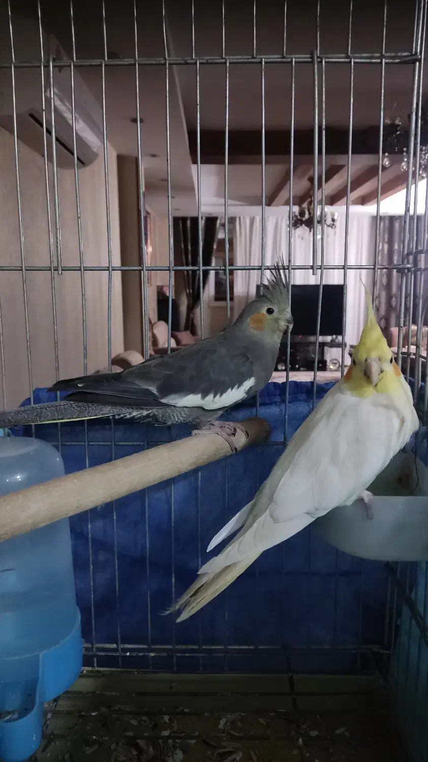 جفت عر.س هلندی زرد نر طوسی ماده|پرنده|شیراز, شهرک گلدشت حافظ|دیوار