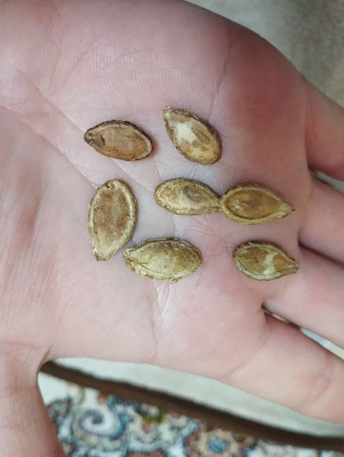 تخمه خام کدوتنبل امسالی تازه درشت.آنخ.لوبیاقرمز|خوردنی و آشامیدنی|مشهد, نظام دوست|دیوار