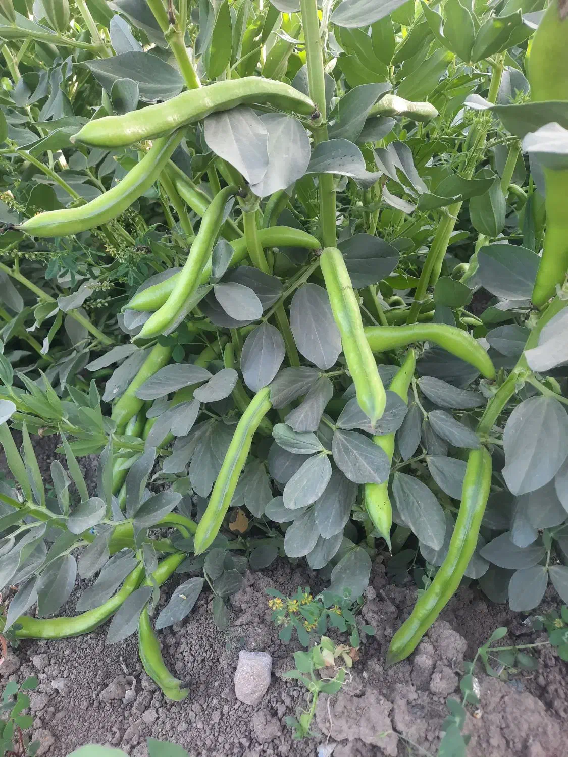 باقله بزری شاخ بزی درجه یک یک|خدمات باغبانی و درختکاری|خرمآباد, |دیوار