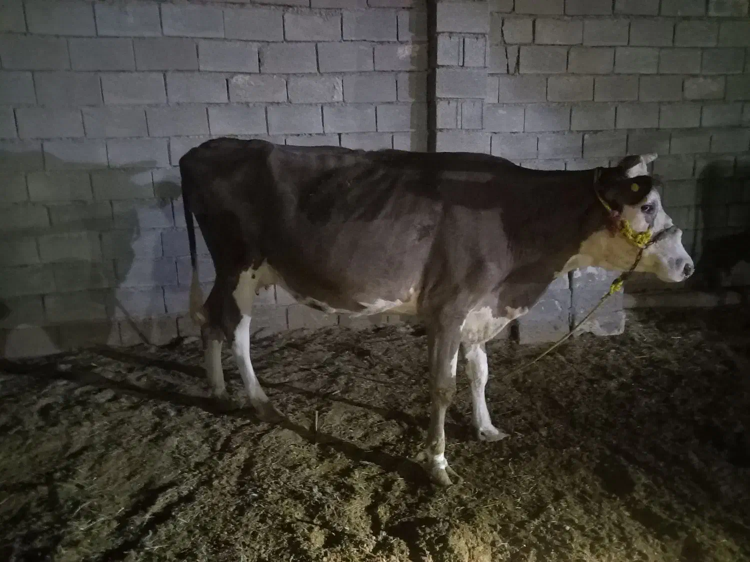 گوساله نر آلمانی و گاو و گوساله آلمانی|حیوانات مزرعه|رامشیر, |دیوار