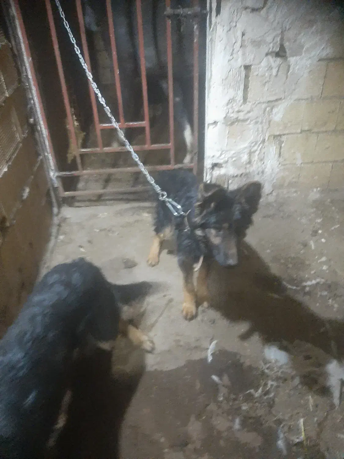 سگ ژرمن شولاین|سگ|لنجان, |دیوار