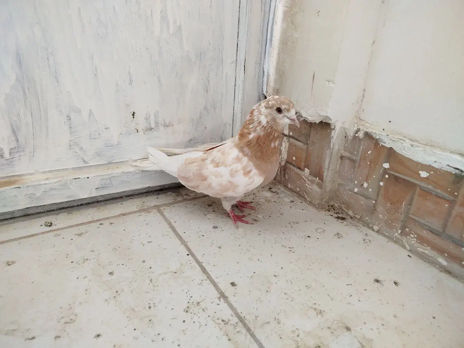 تهرانی زوردار|پرنده|سرپل ذهاب, |دیوار