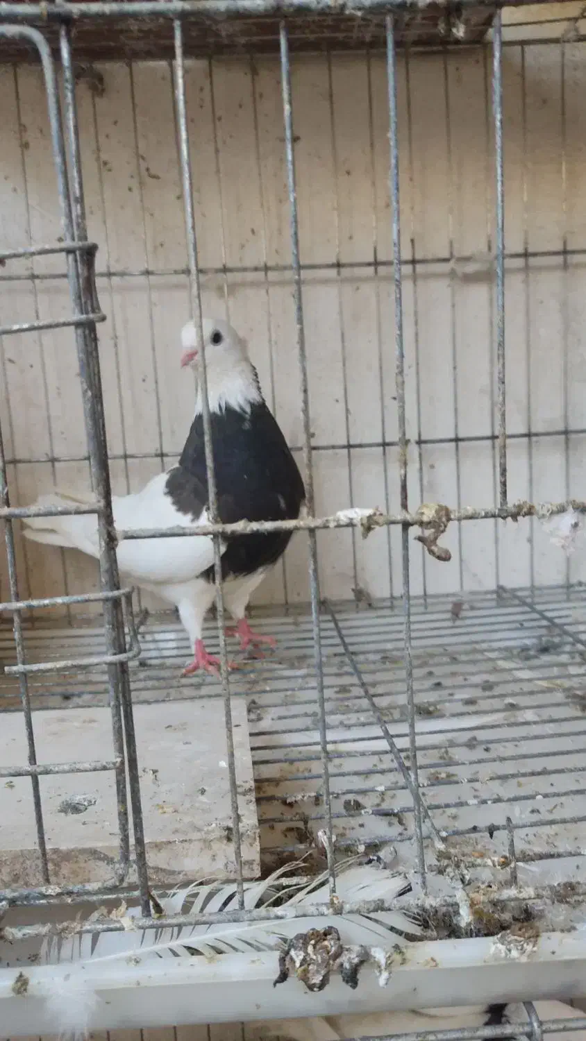 طوقی ماده|پرنده|بندرعباس, |دیوار