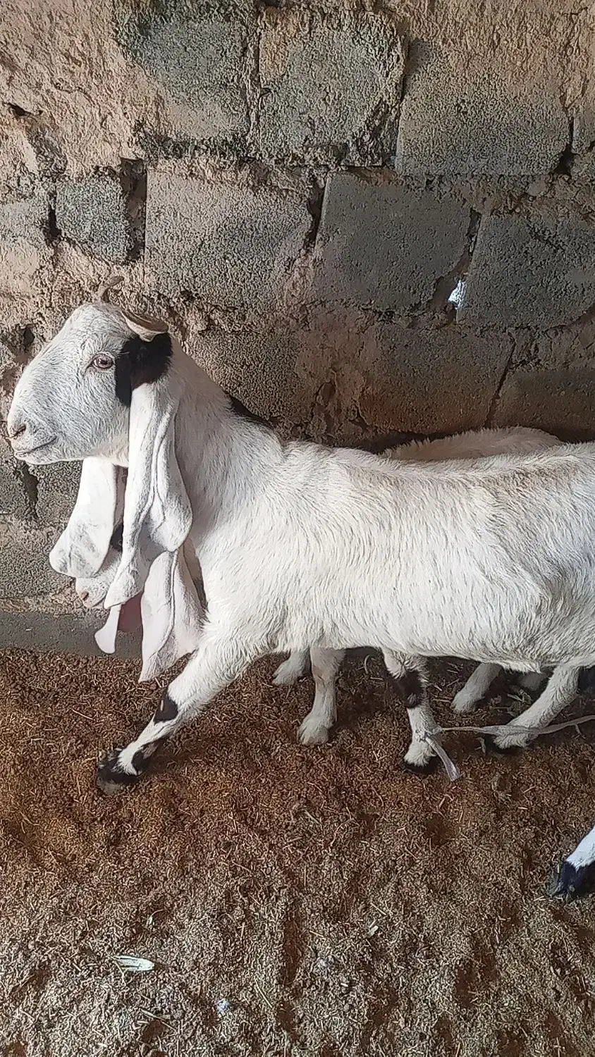 بز مری|حیوانات مزرعه|زاهدان, |دیوار