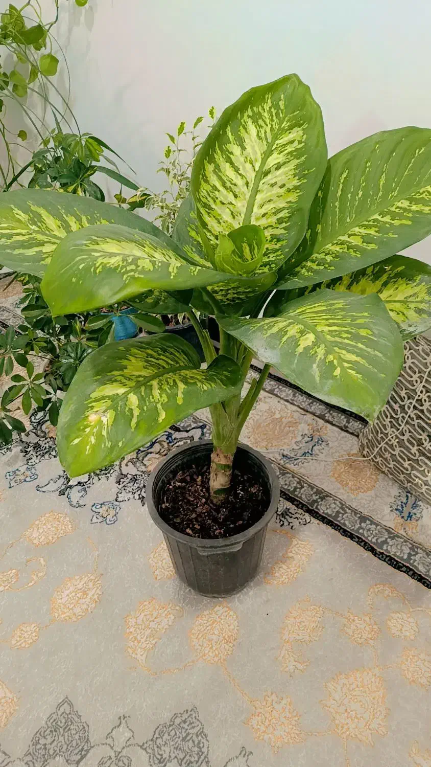 دیفن|گل و گیاه طبیعی|خرم‌آباد, |دیوار