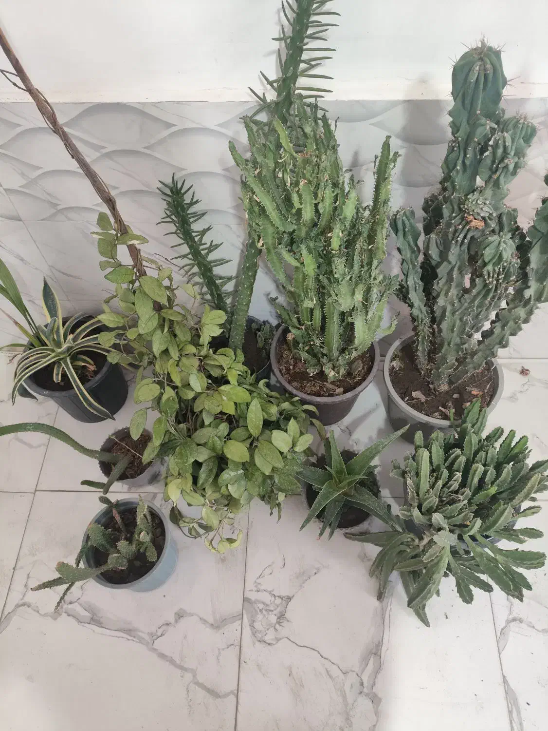 گل خانگی زیبا|گل و گیاه طبیعی|نوشین شهر, |دیوار