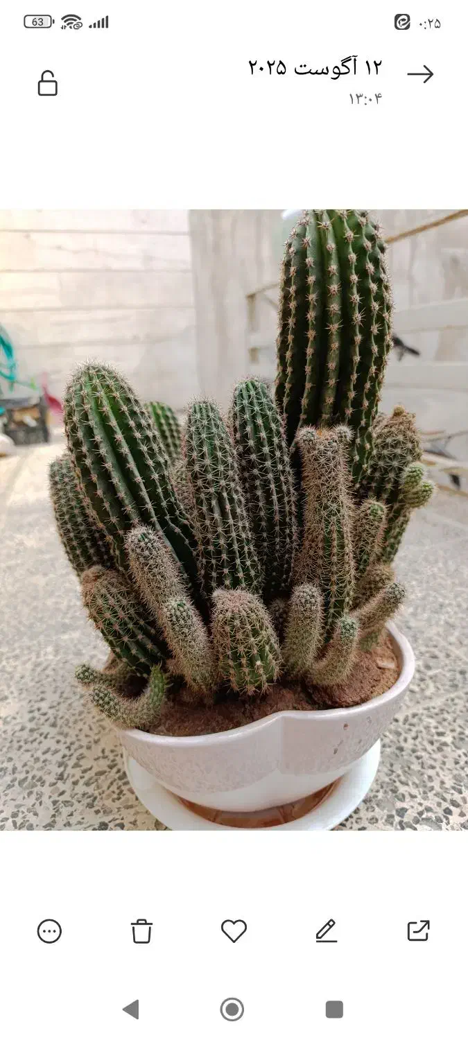 گل کاکتوس|گل و گیاه طبیعی|مشهد, هنرور|دیوار