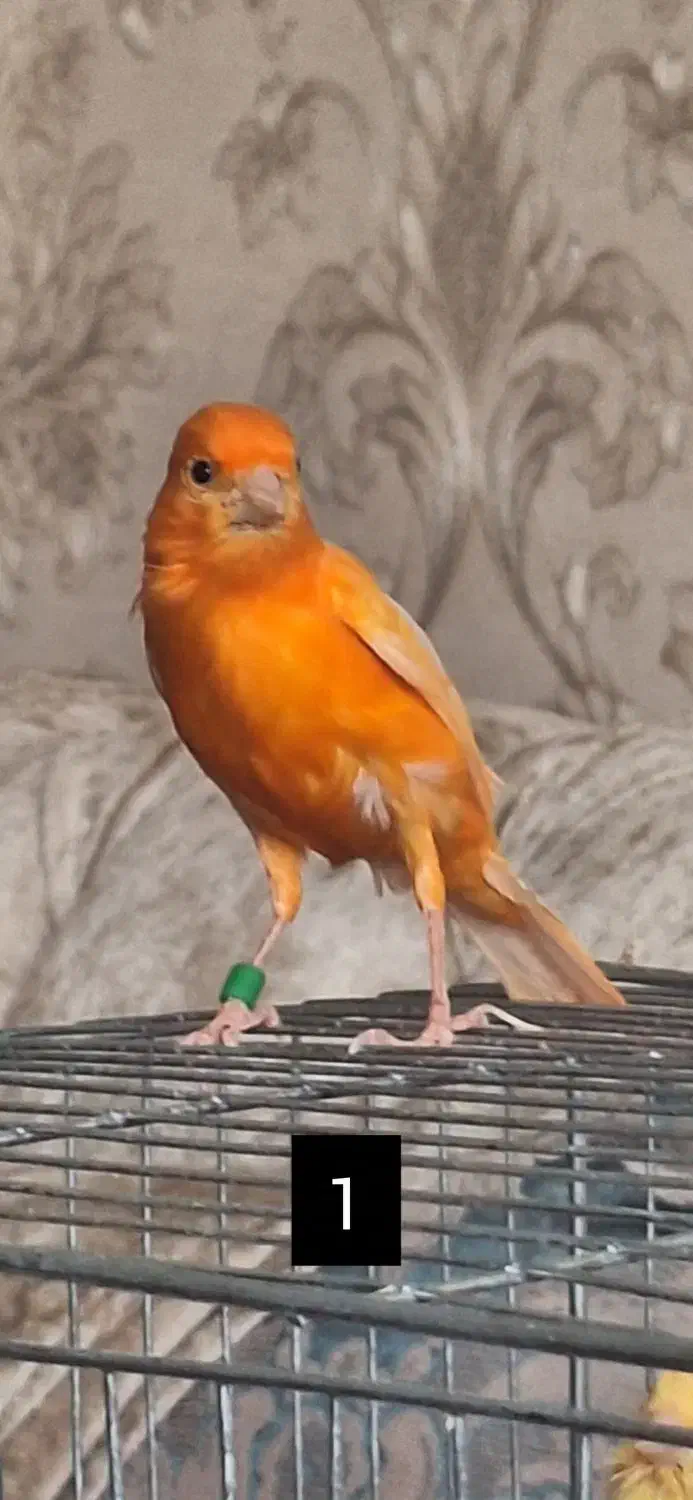 قناری رد فاکتور|پرنده|اردبیل, |دیوار