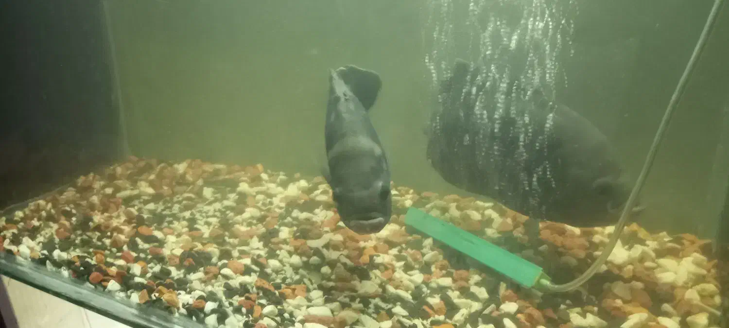 اسکار مولد|ماهی|گرگان, |دیوار