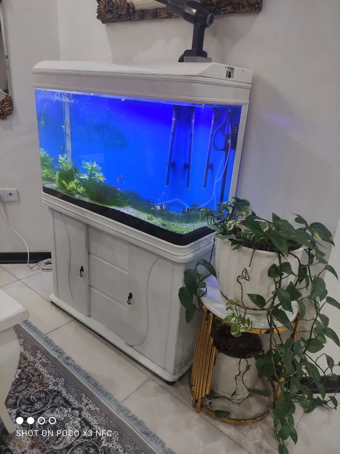 آکواریوم|ماهی|اهواز, کوی جانبازان(دانش)|دیوار