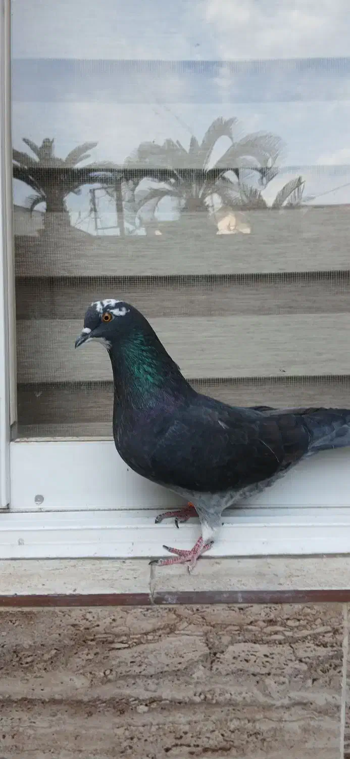 فروشی کبوتر|حیوانات|رشت, رودباری|دیوار