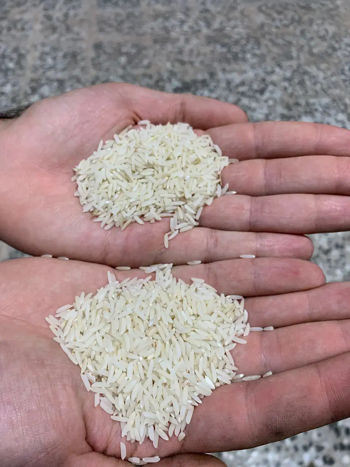 برنج هاشمی الموت تغذیه شده از چشمه اب معدنی وگل|خوردنی و آشامیدنی|قزوین, |دیوار
