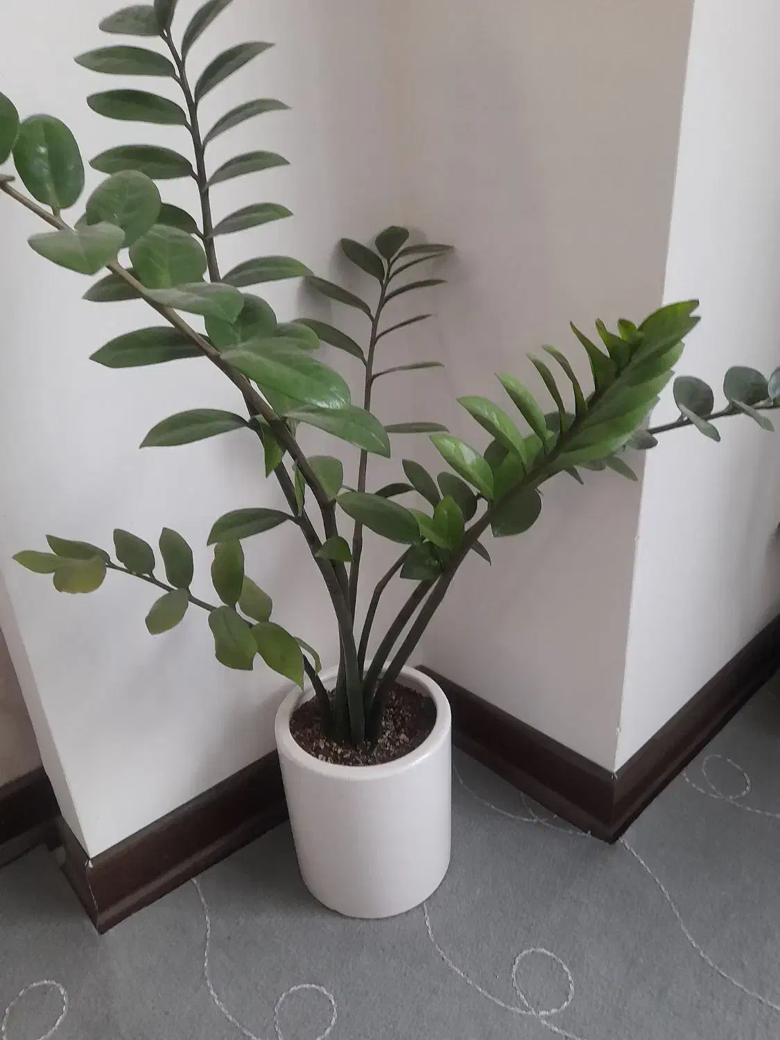 گل طبیعی زامفولیا|گل و گیاه طبیعی|شیروان (خراسان), |دیوار