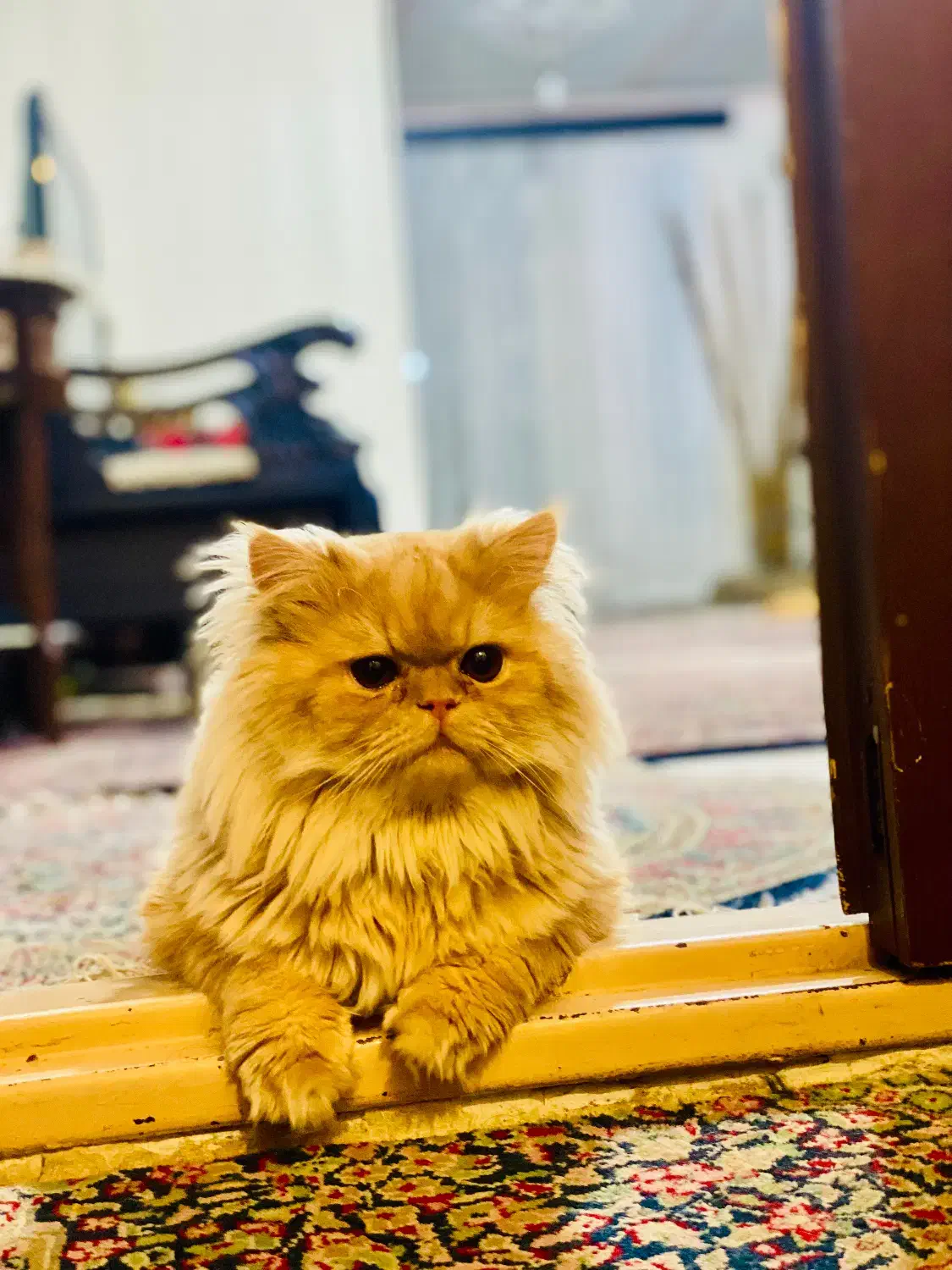 گربه.گربه پرشین|گربه|کرمان, |دیوار