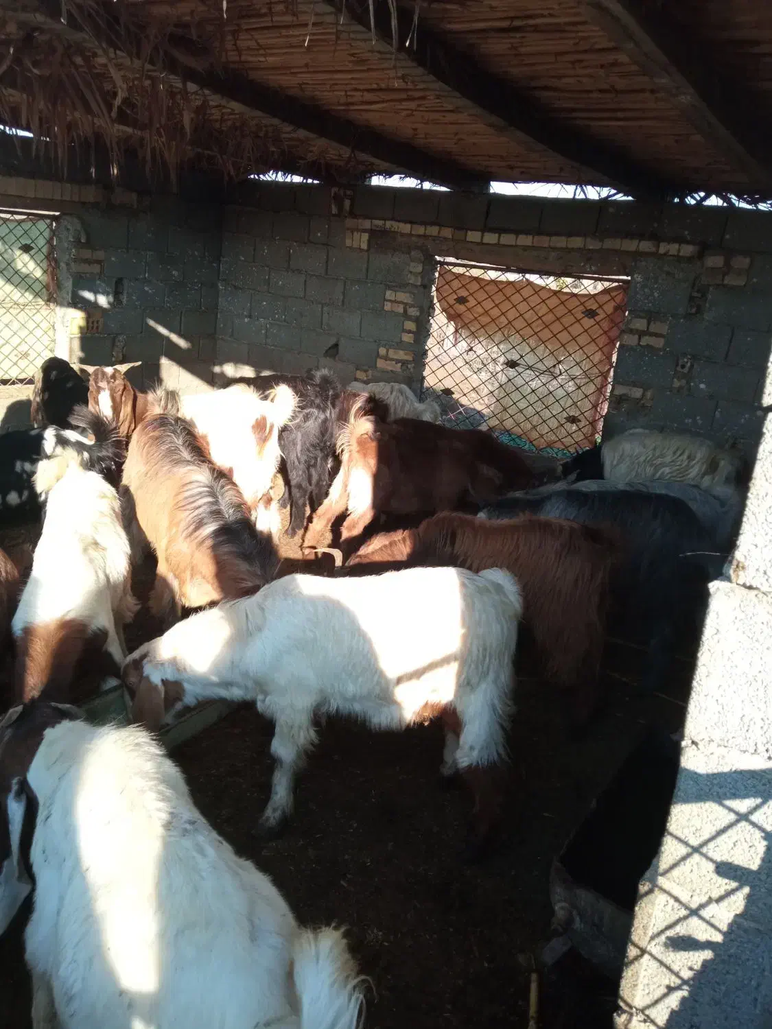 فروش‌بزغاله‌های‌چاق‌‌نر|حیوانات مزرعه|سیمین شهر, |دیوار